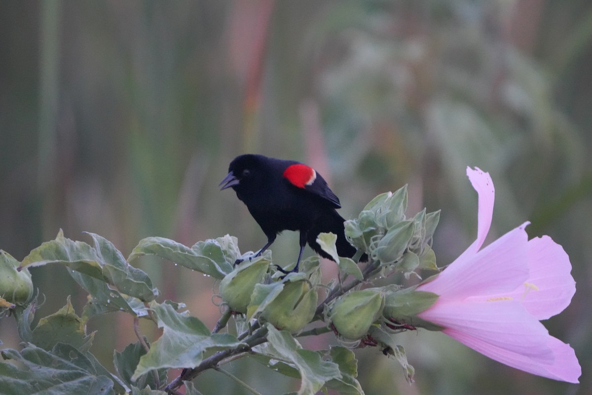 Red-winged Blackbird - ML638481939