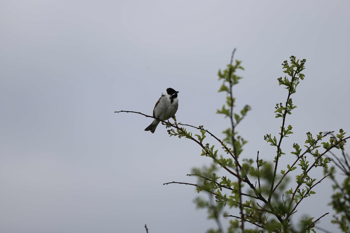 Reed Bunting - ML638481949