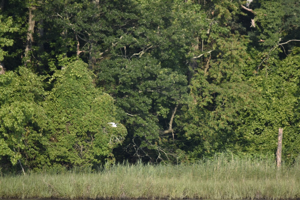 Forster's Tern - ML638481951