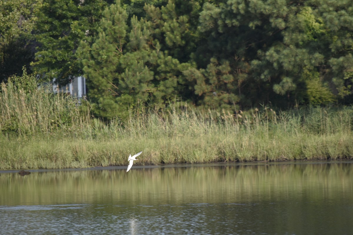 Forster's Tern - ML638481954