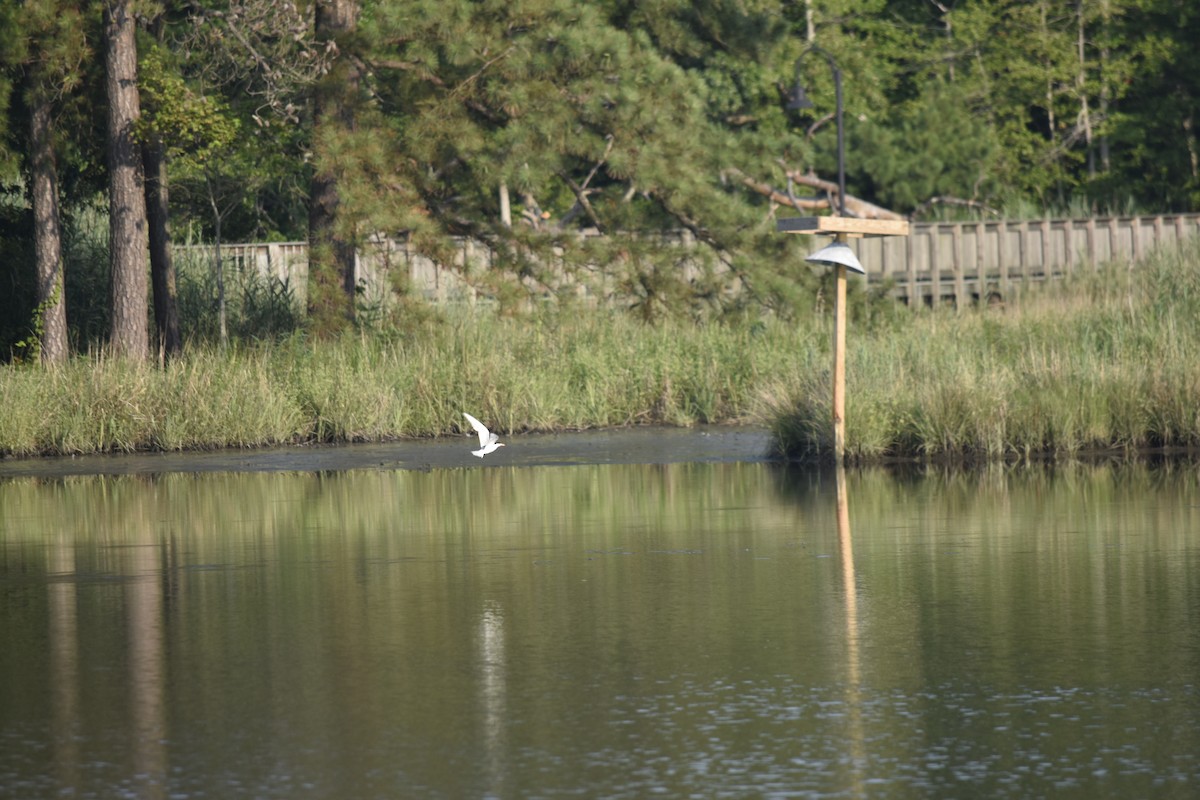 Forster's Tern - ML638481955