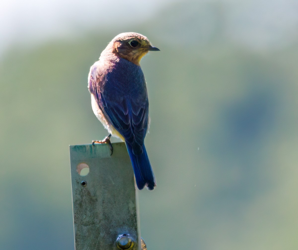 Eastern Bluebird - ML638481956