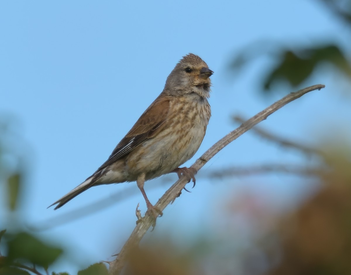 Eurasian Linnet - ML638481959