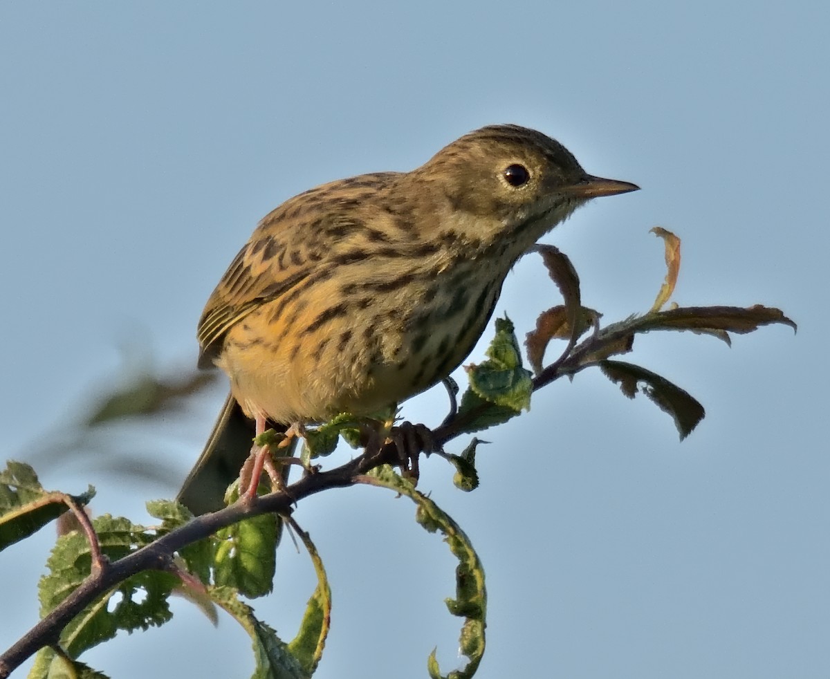 Meadow Pipit - ML638481969