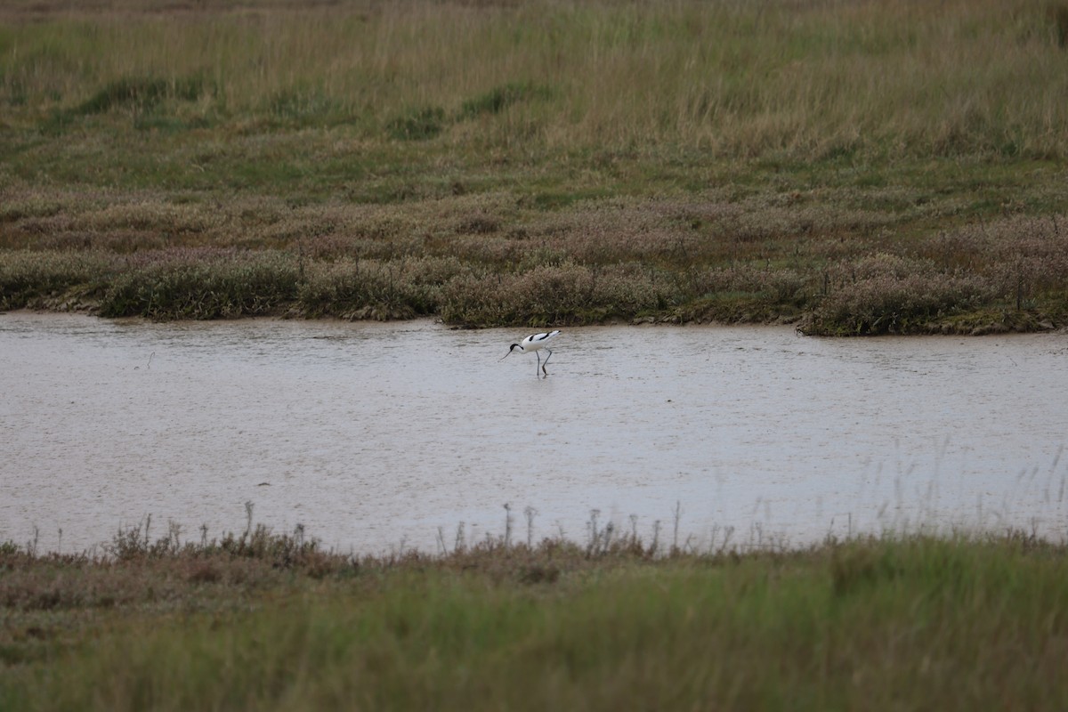 tenkozobec opačný - ML638481989