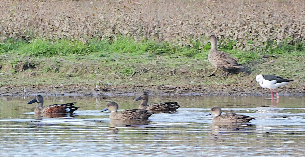 Australasian Shoveler - ML638481994