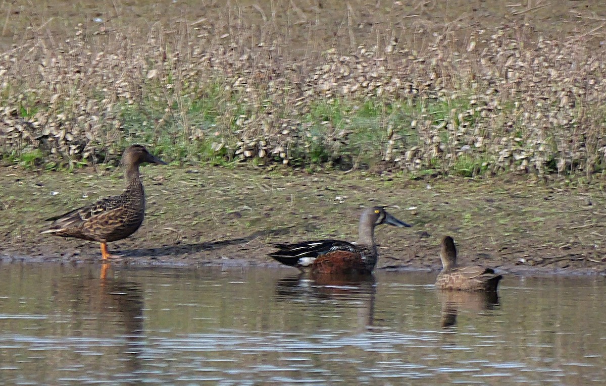 Australasian Shoveler - ML638481995