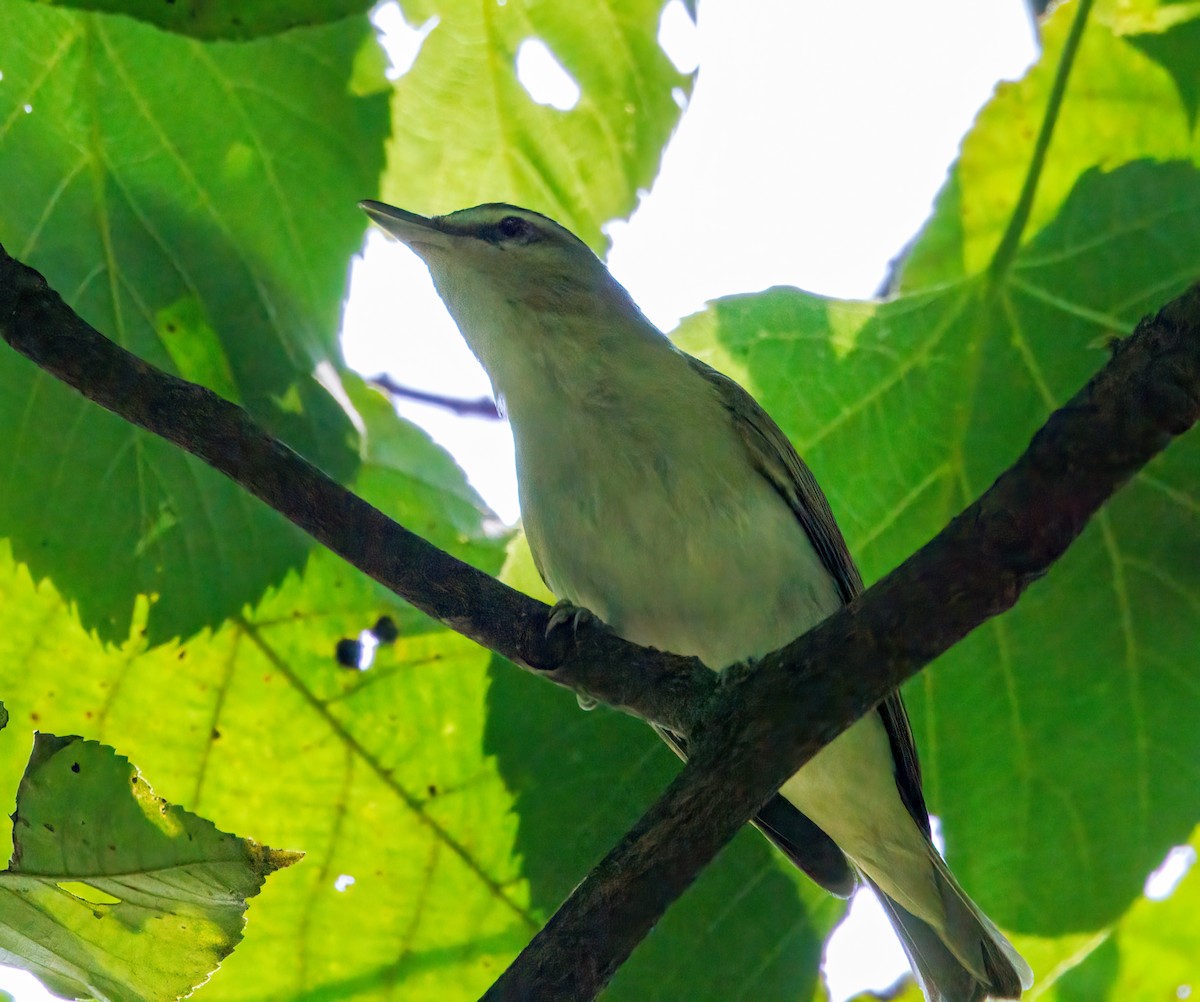 Red-eyed Vireo - ML638481996