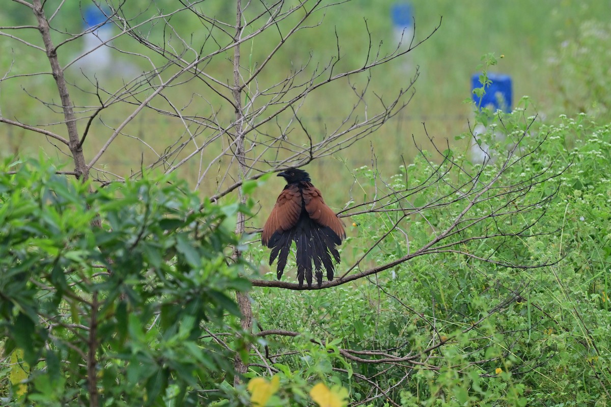 Greater Coucal - ML638482008