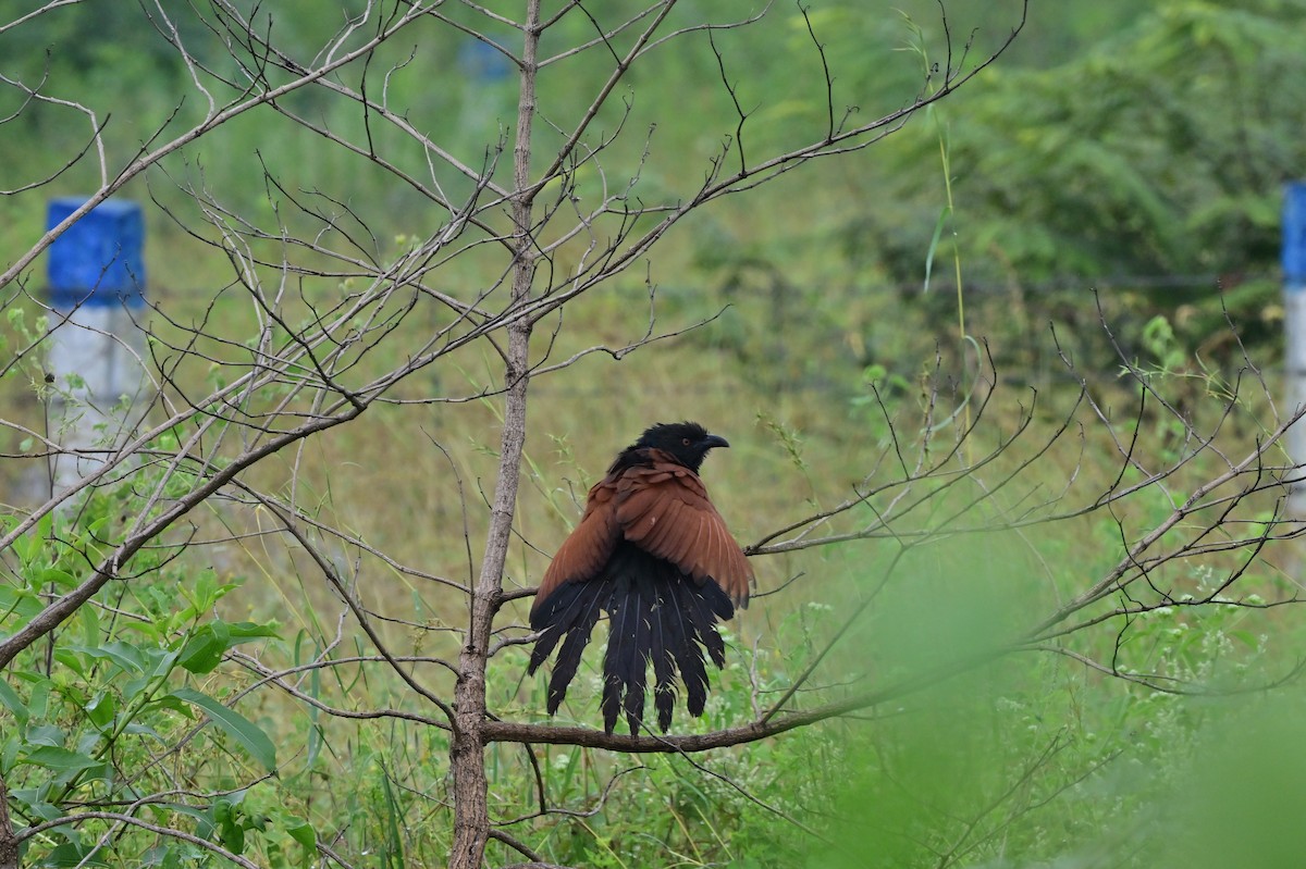 Greater Coucal - ML638482009