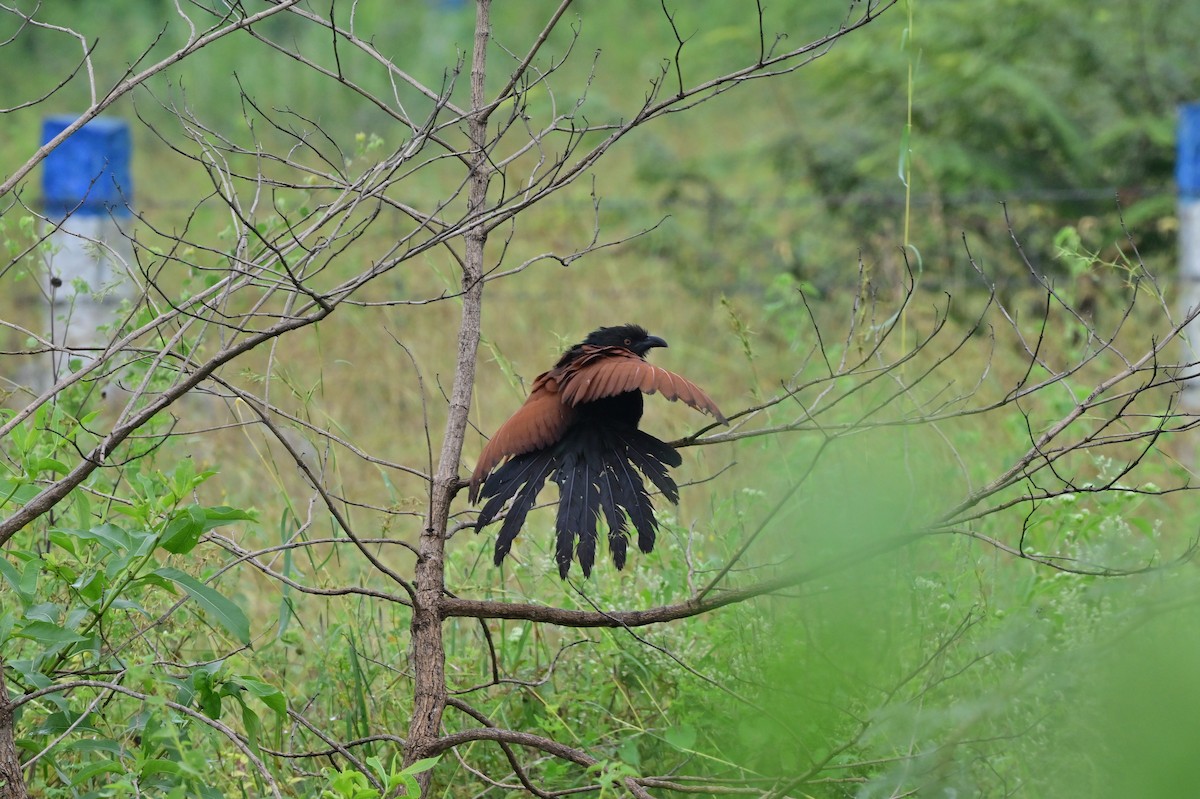 Greater Coucal - ML638482010