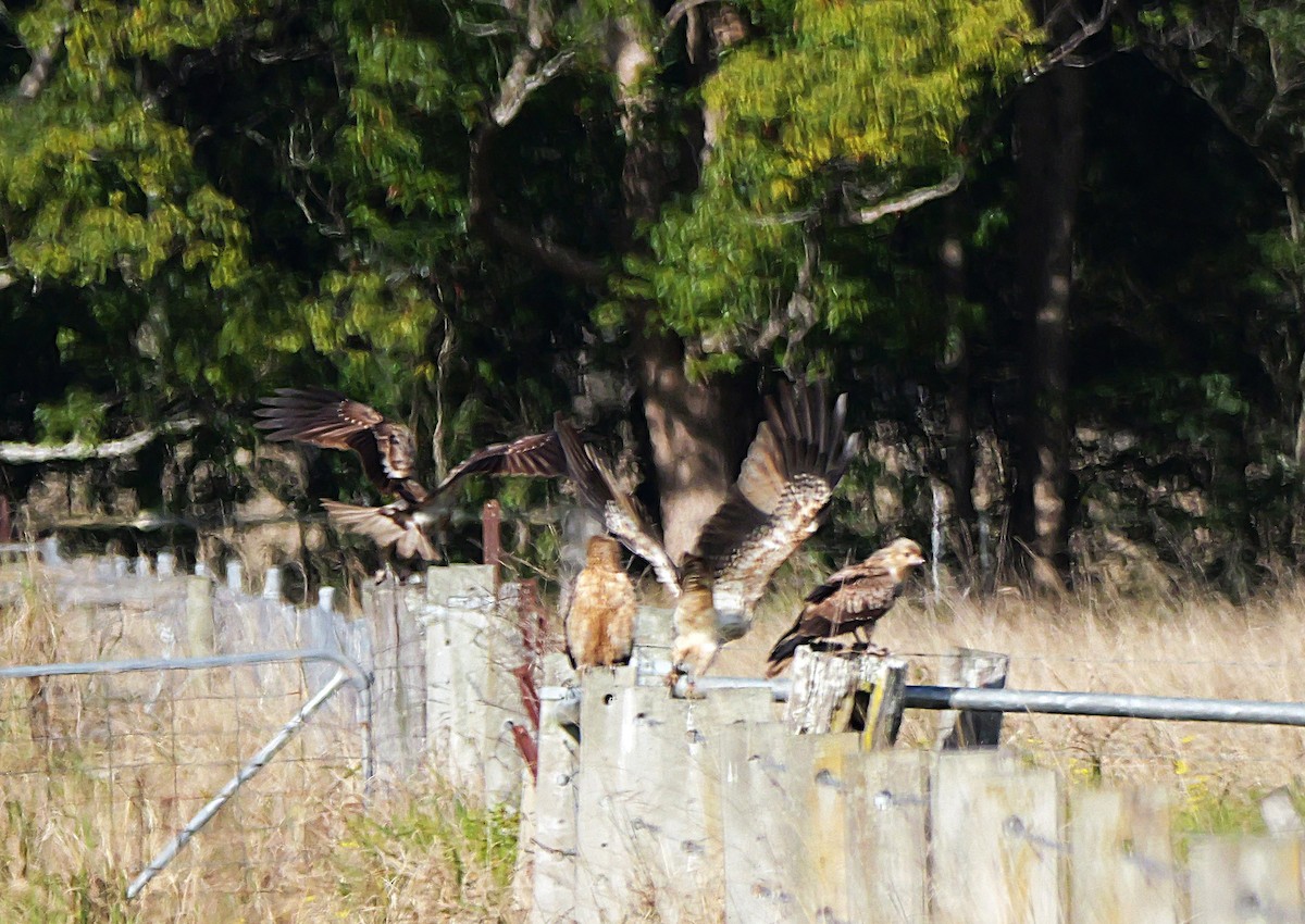 Whistling Kite - ML638482040