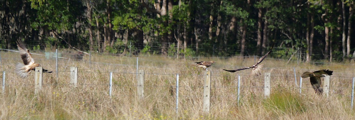 Whistling Kite - ML638482041