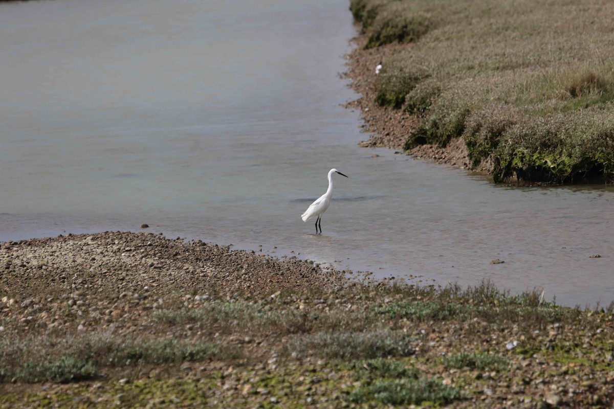 volavka stříbřitá - ML638482044