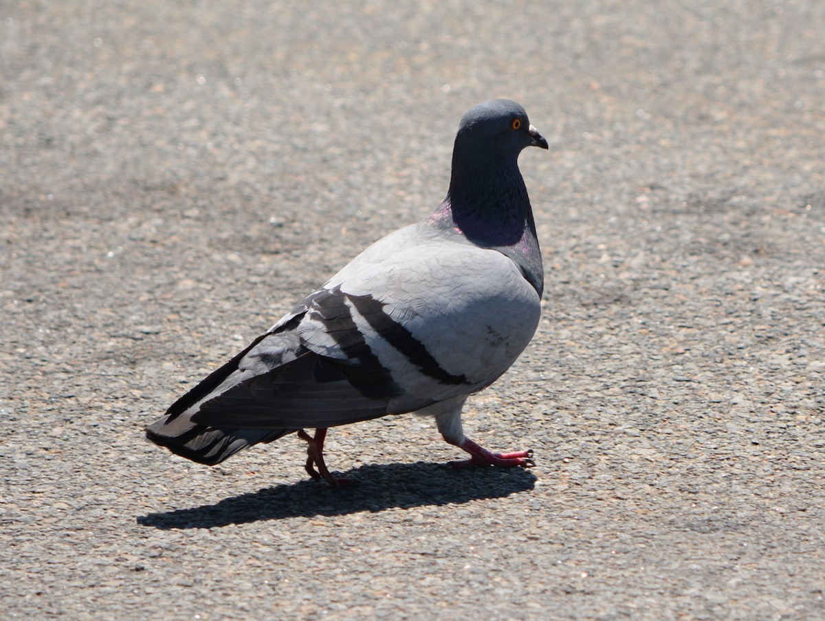 Rock Pigeon (Feral Pigeon) - ML638482070