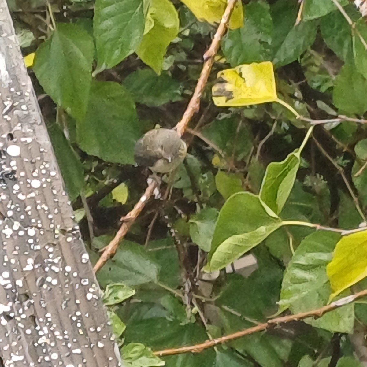 Tickell's Blue Flycatcher - ML638482085
