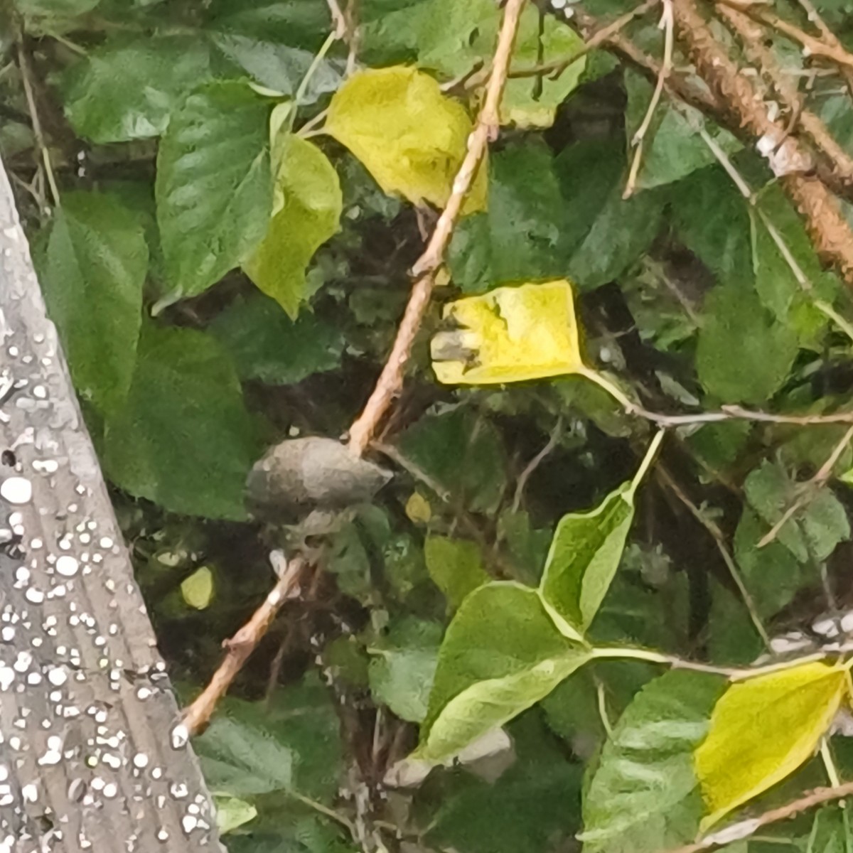 Tickell's Blue Flycatcher - ML638482086