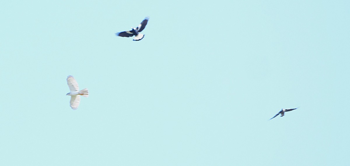 Gray Goshawk - ML638482099