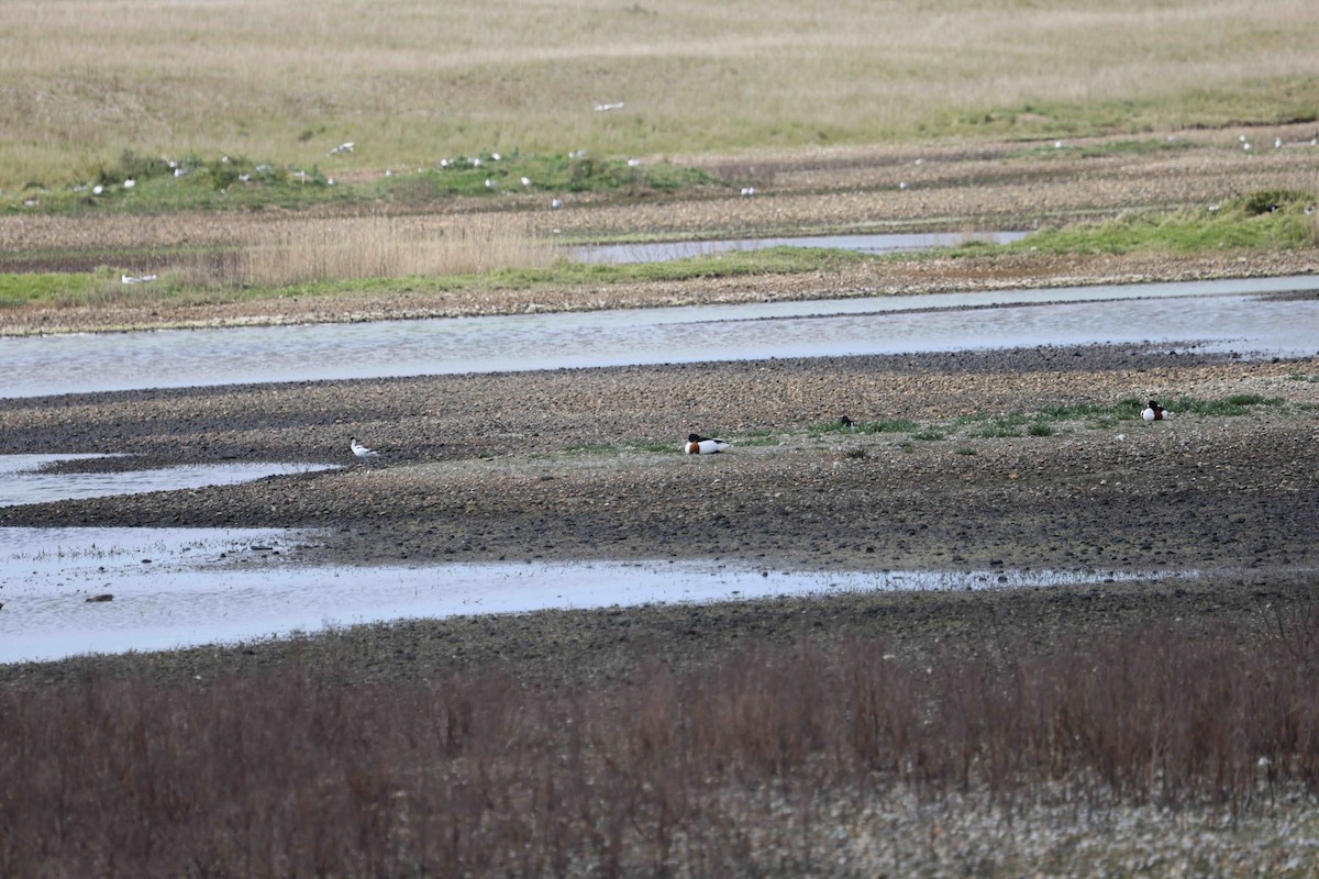 husice liščí - ML638482103