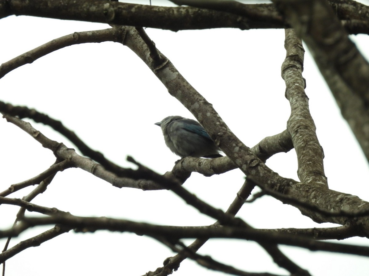 Sayaca Tanager - ML638482110