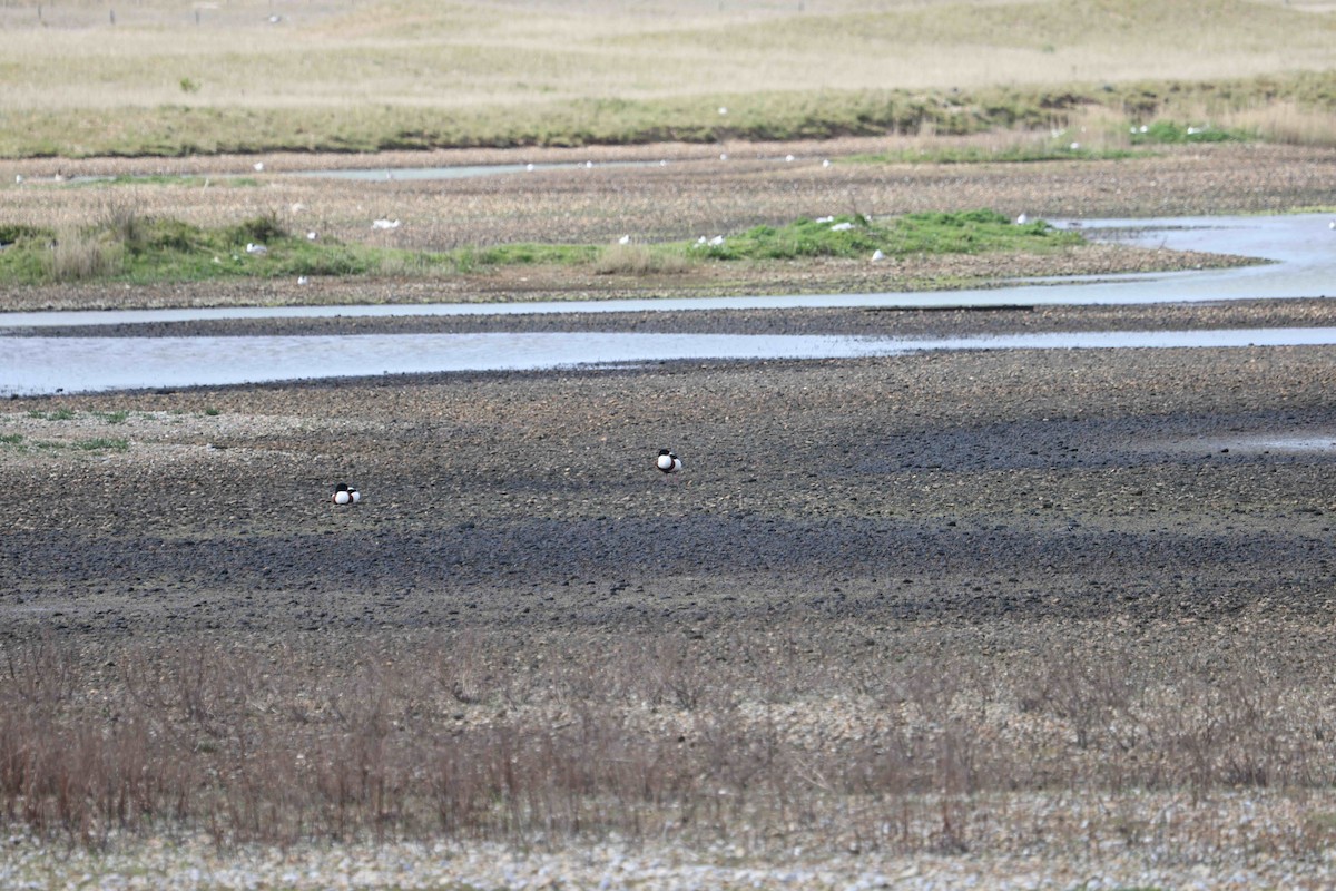 husice liščí - ML638482119