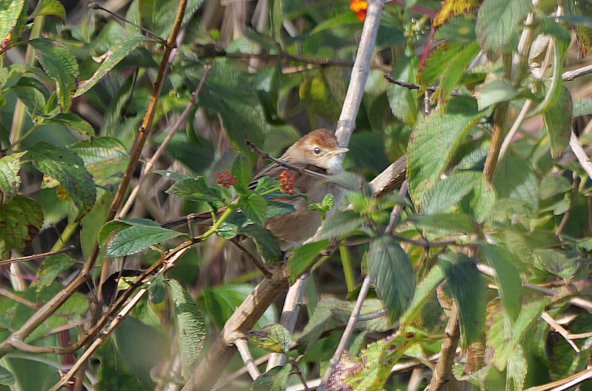 Tawny Grassbird - ML638482144