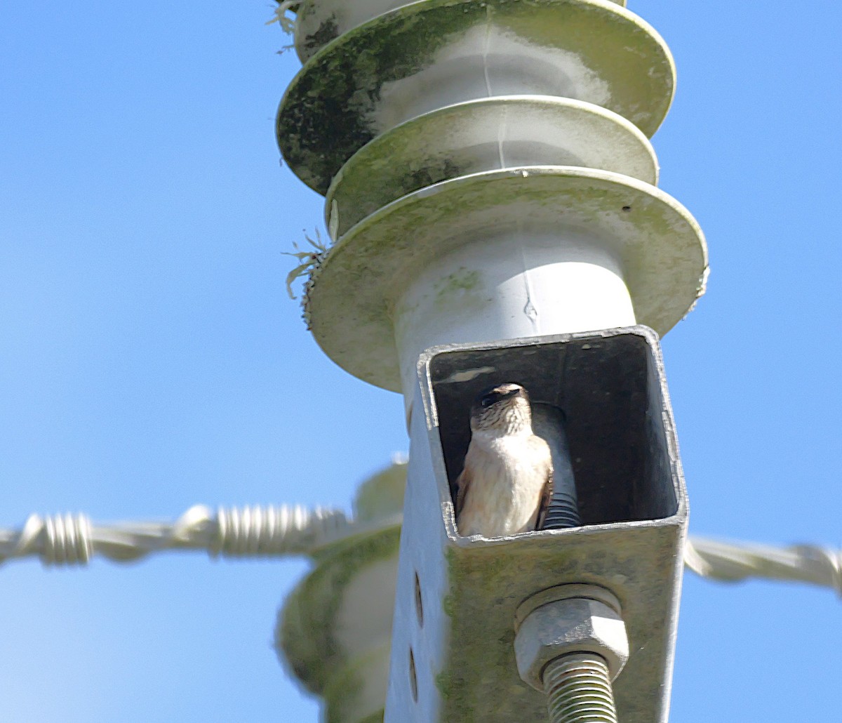 Tree Martin - ML638482149