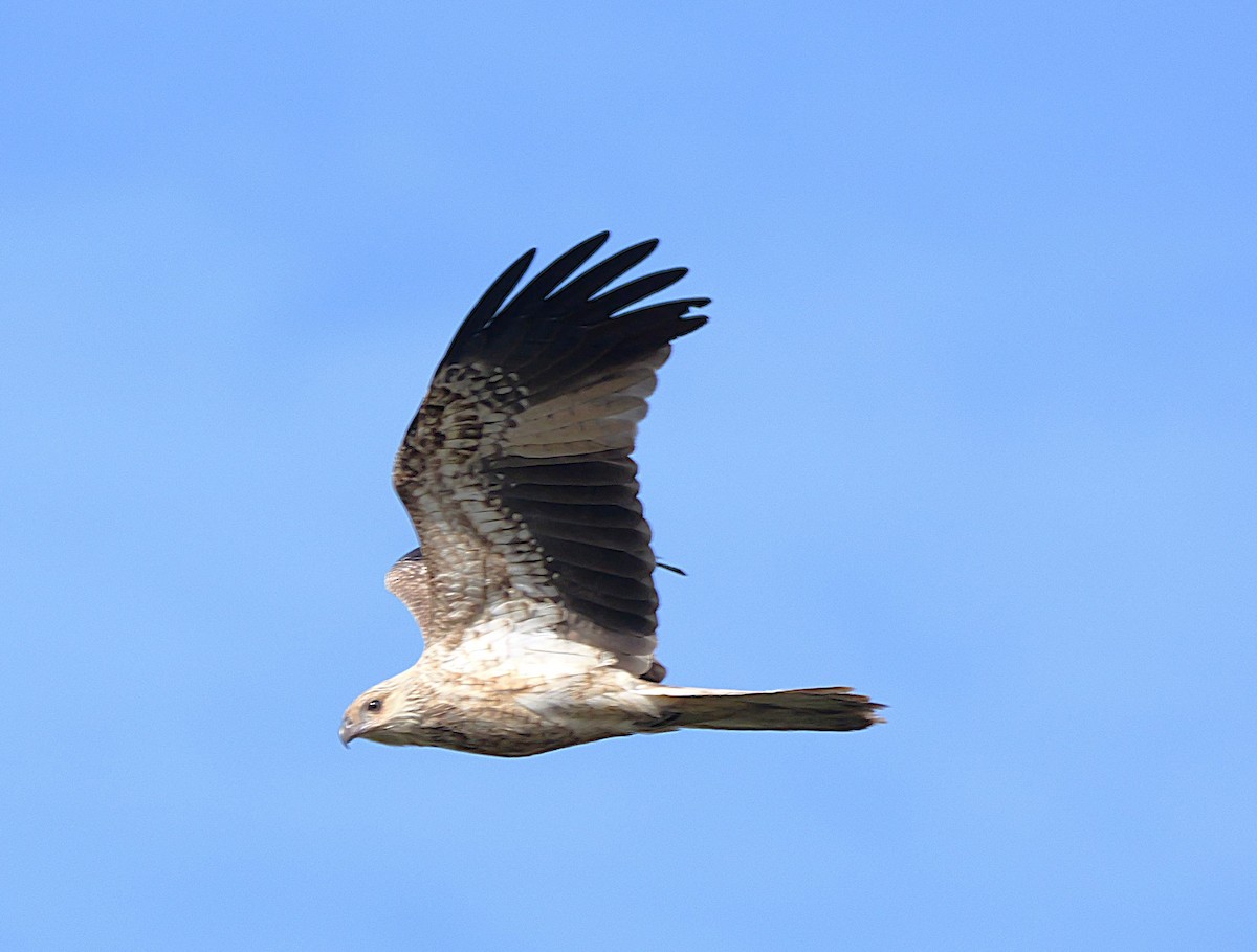Whistling Kite - ML638482154