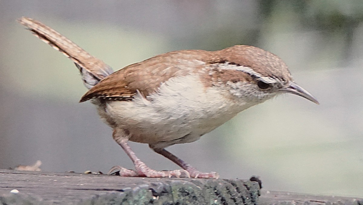 Carolina Wren - ML638482155