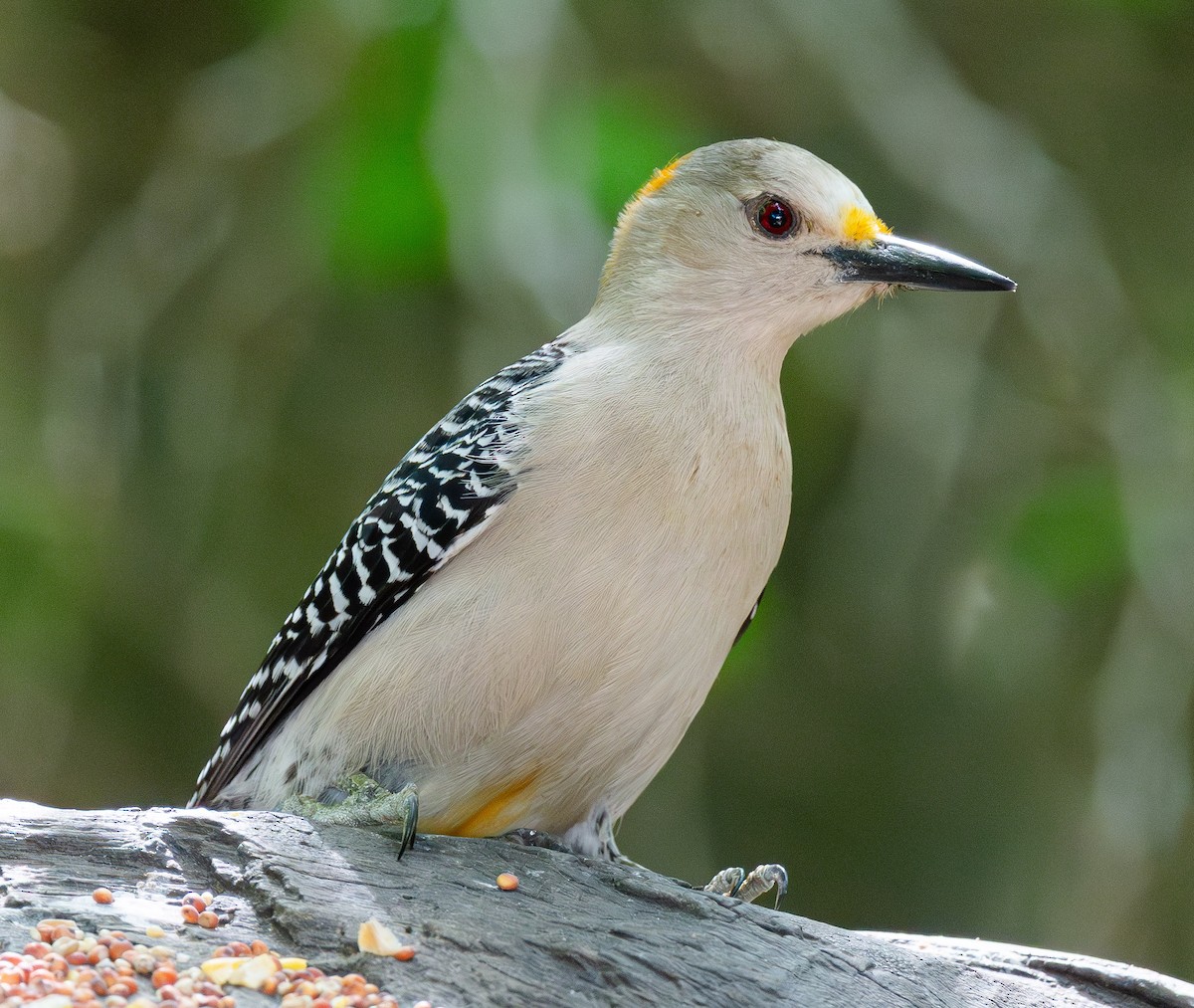 Golden-fronted Woodpecker - ML638482156