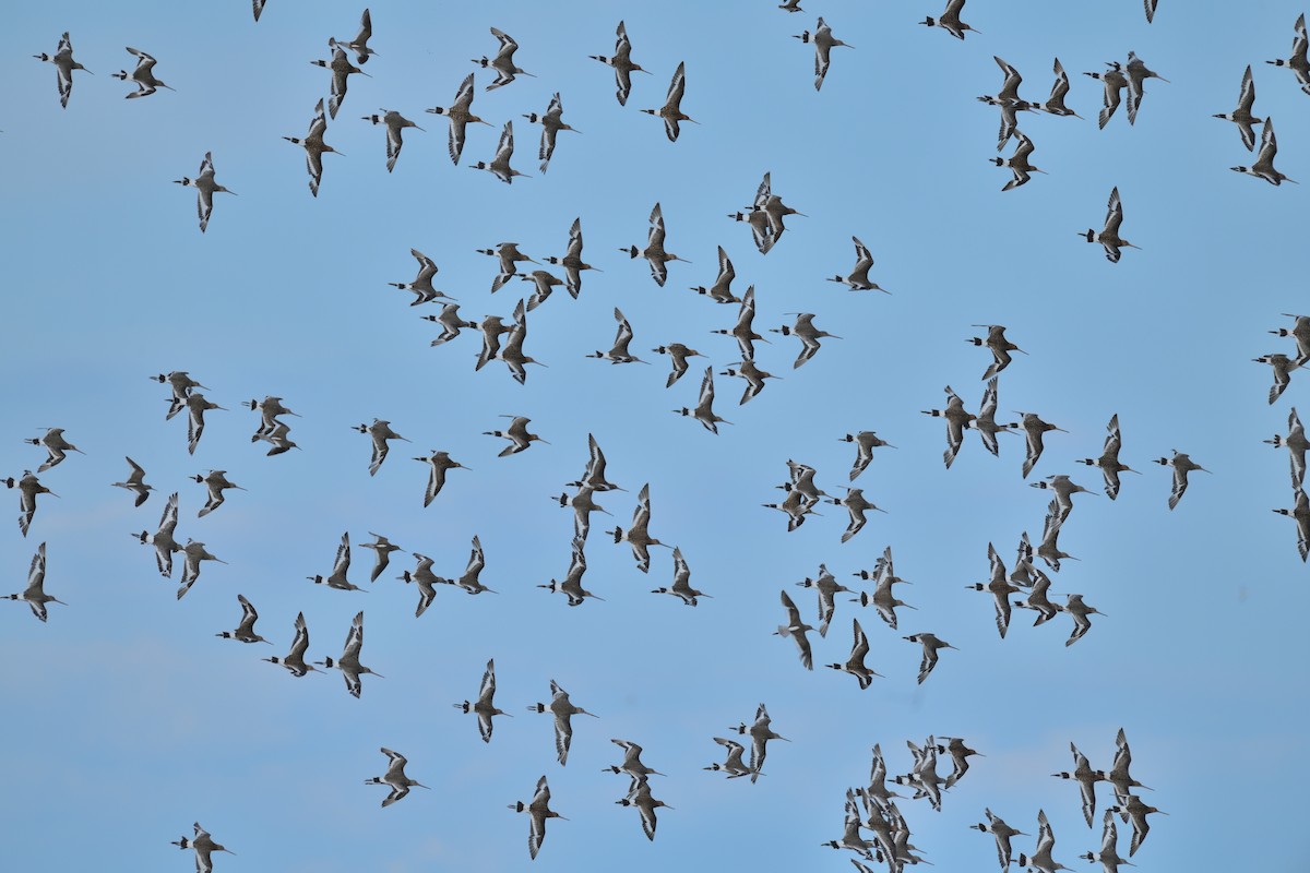 Black-tailed Godwit - ML638482159