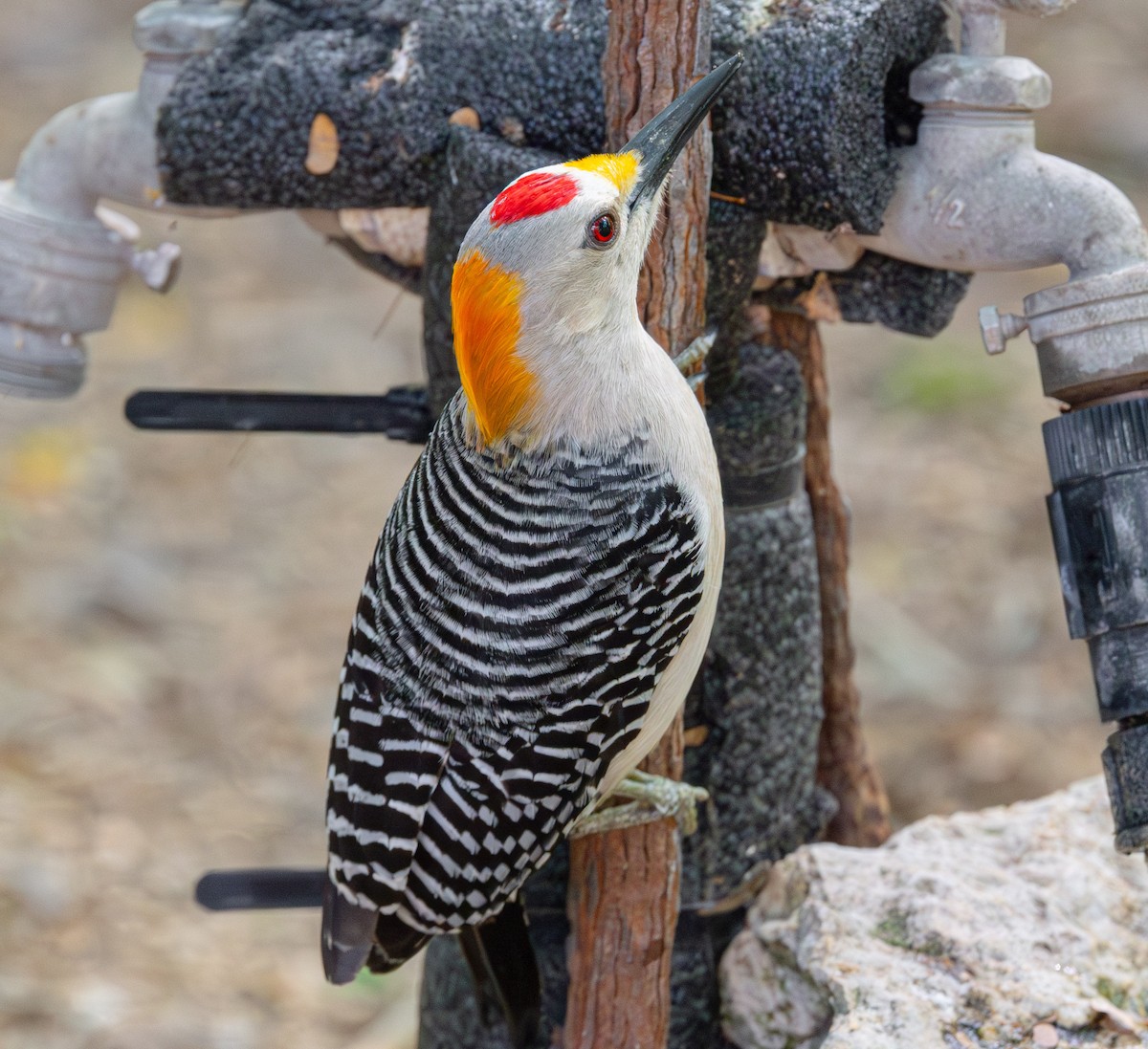 Golden-fronted Woodpecker - ML638482164