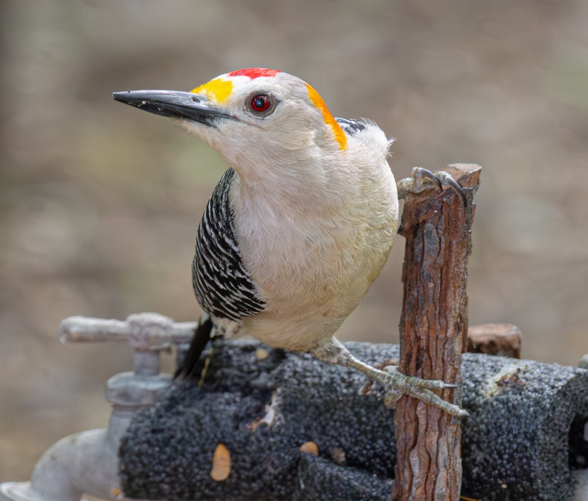 Golden-fronted Woodpecker - ML638482165