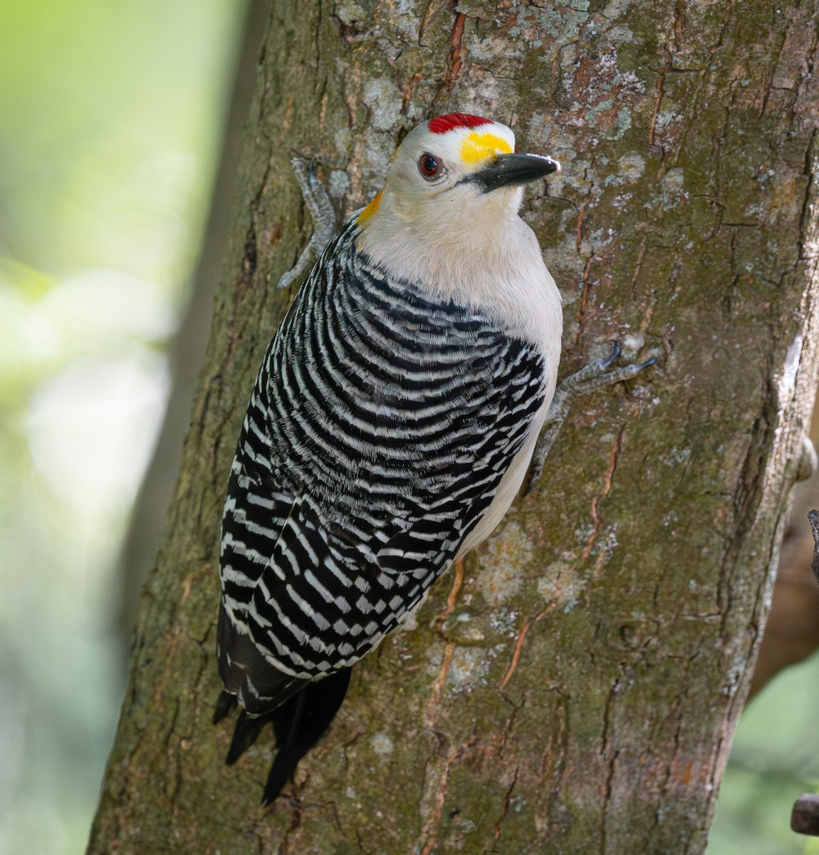Golden-fronted Woodpecker - ML638482167