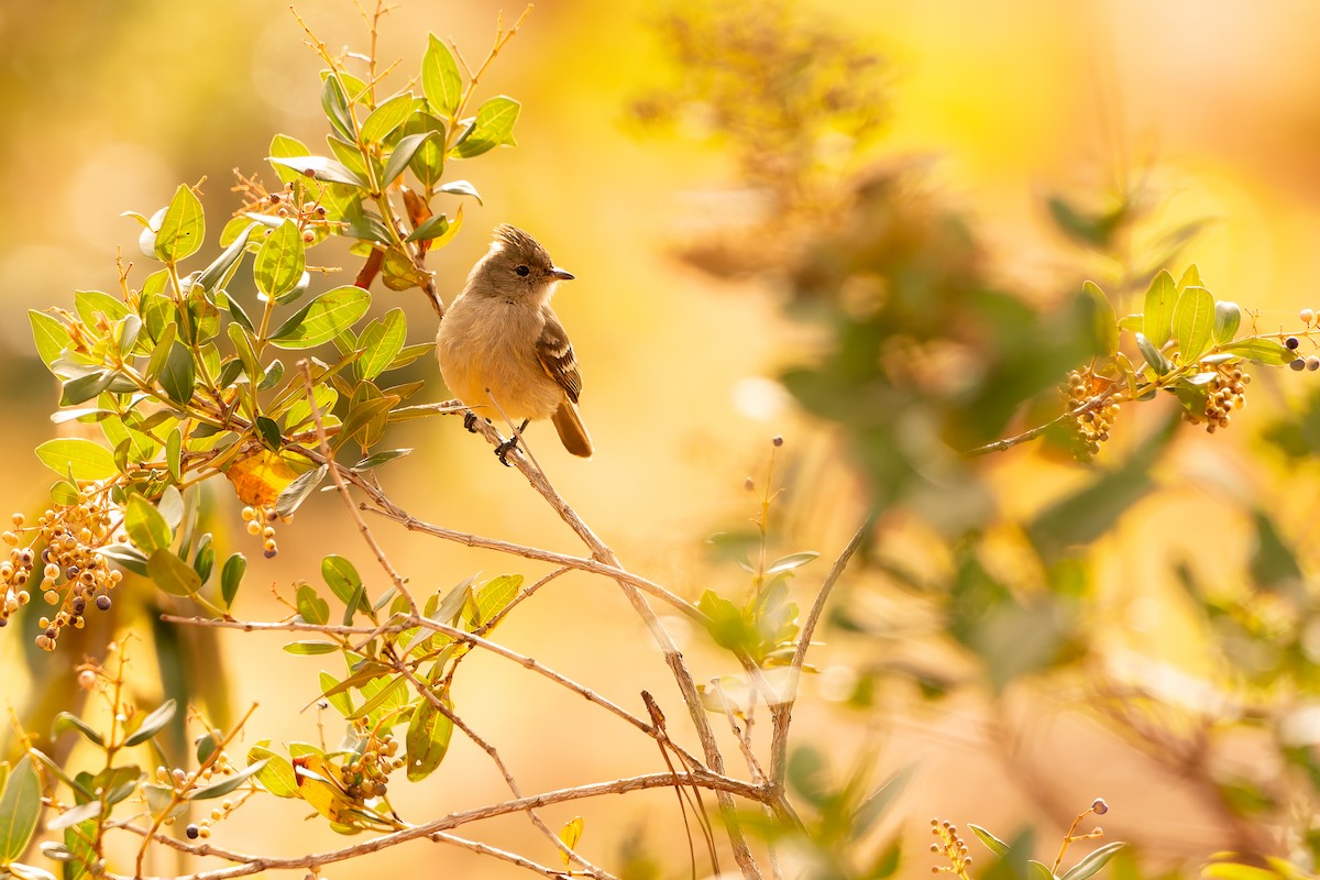 Plain-crested Elaenia - ML638482174