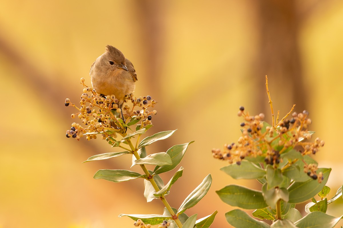 Plain-crested Elaenia - ML638482189