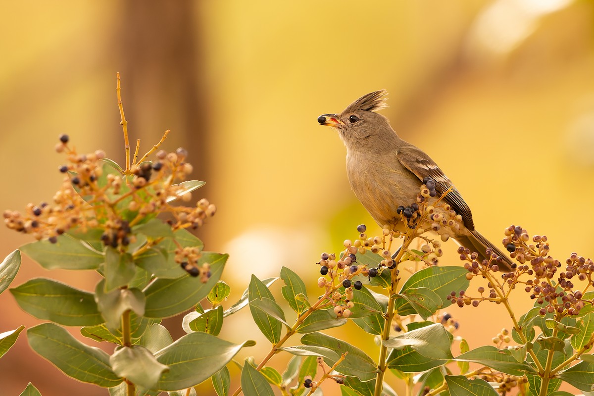 Plain-crested Elaenia - ML638482192