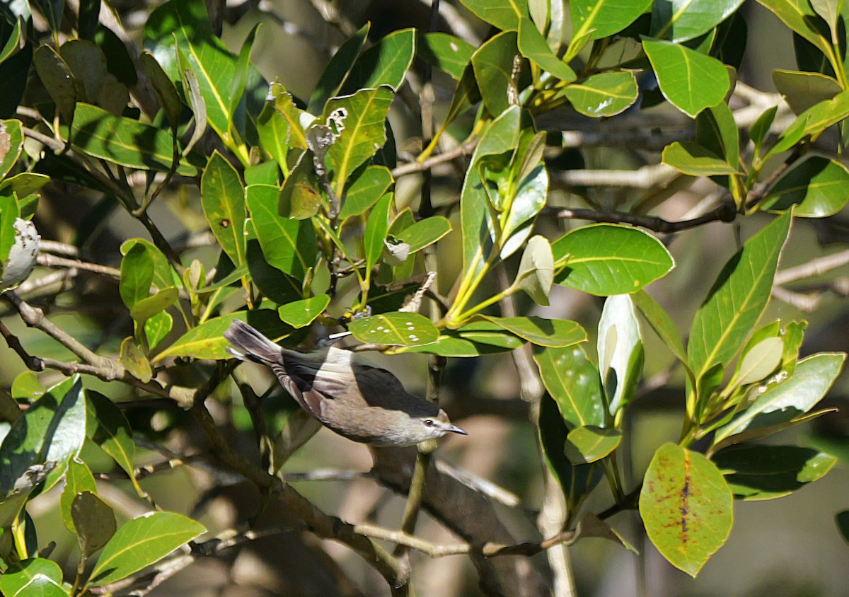Mangrove Gerygone - ML638482195