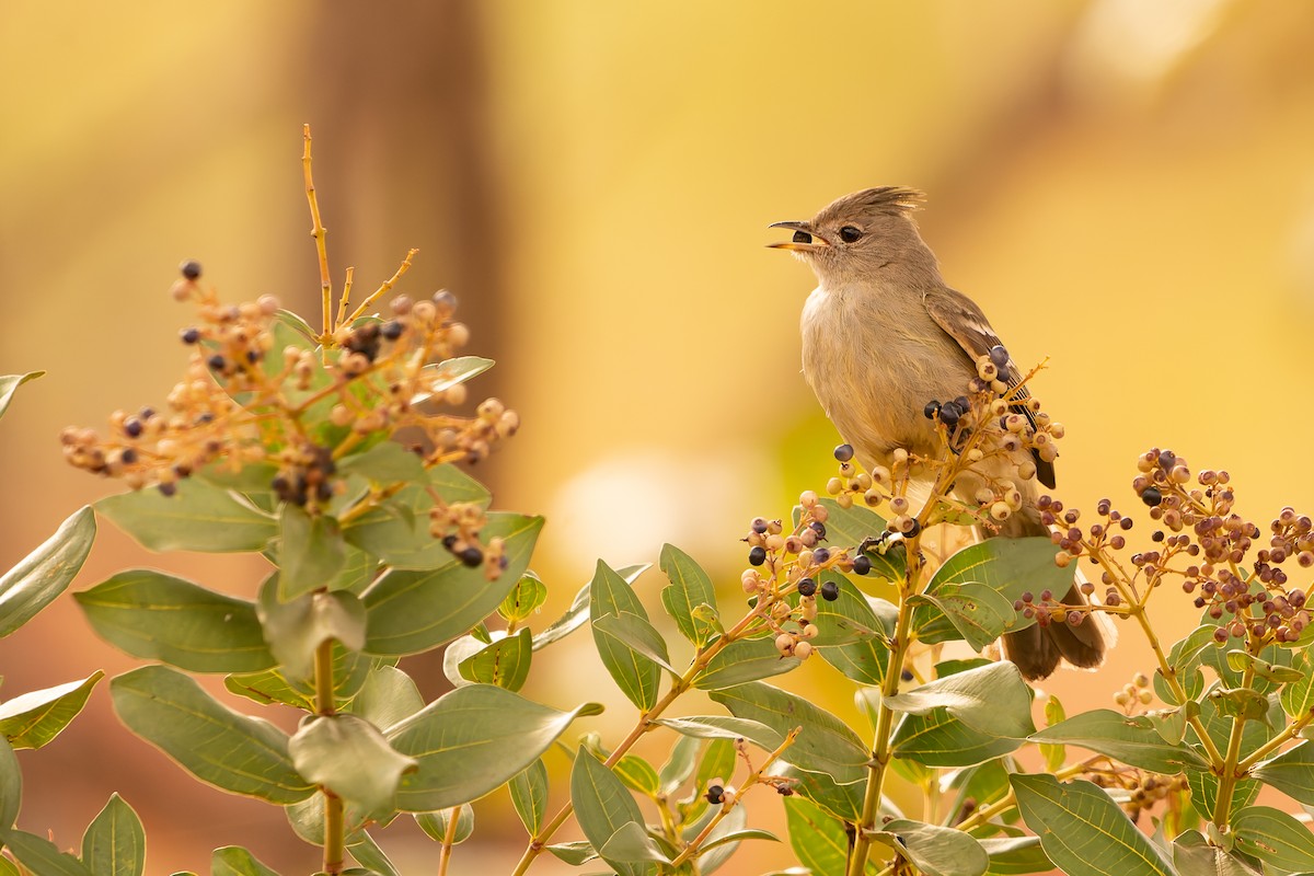 Plain-crested Elaenia - ML638482198