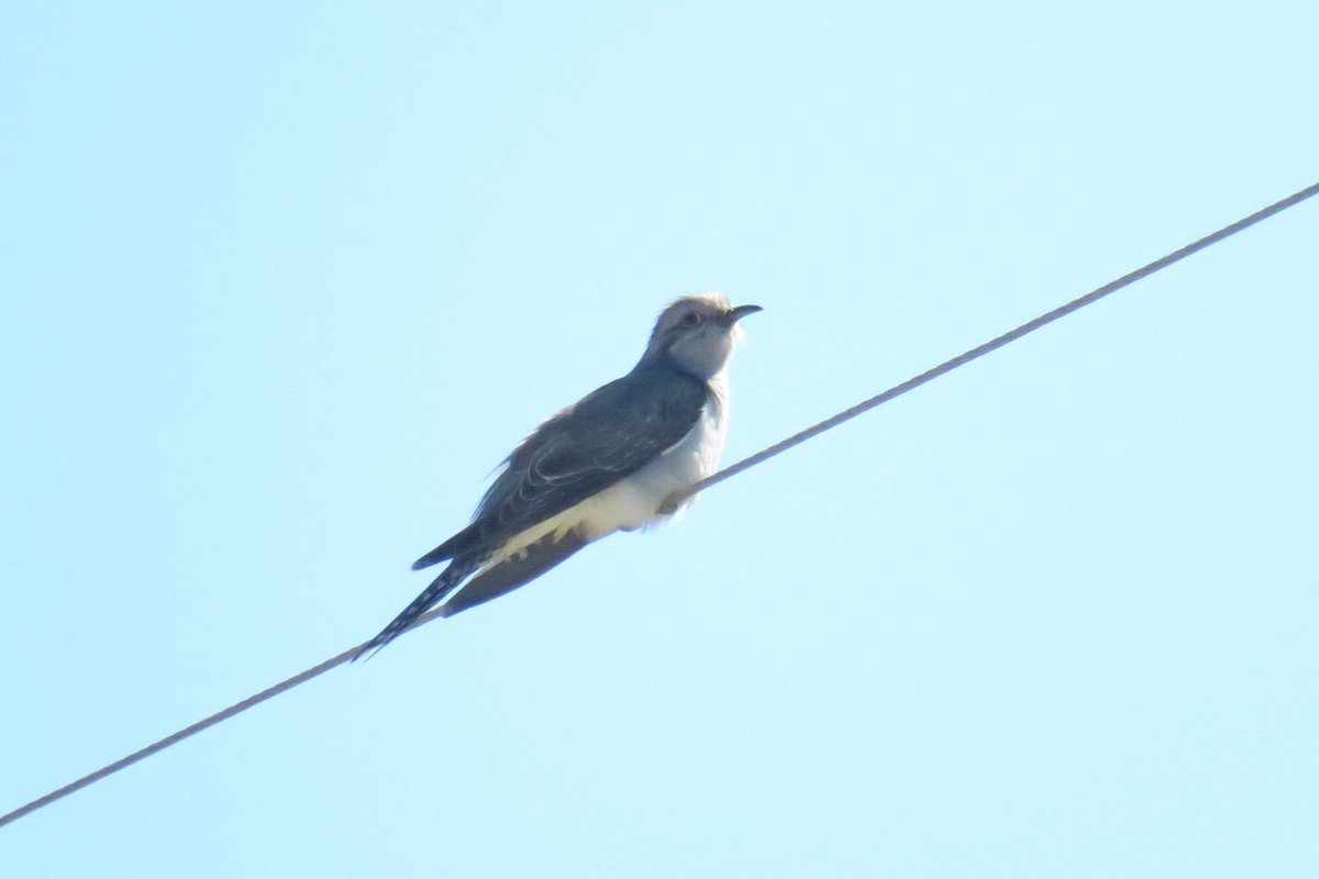 Pallid Cuckoo - ML638482253