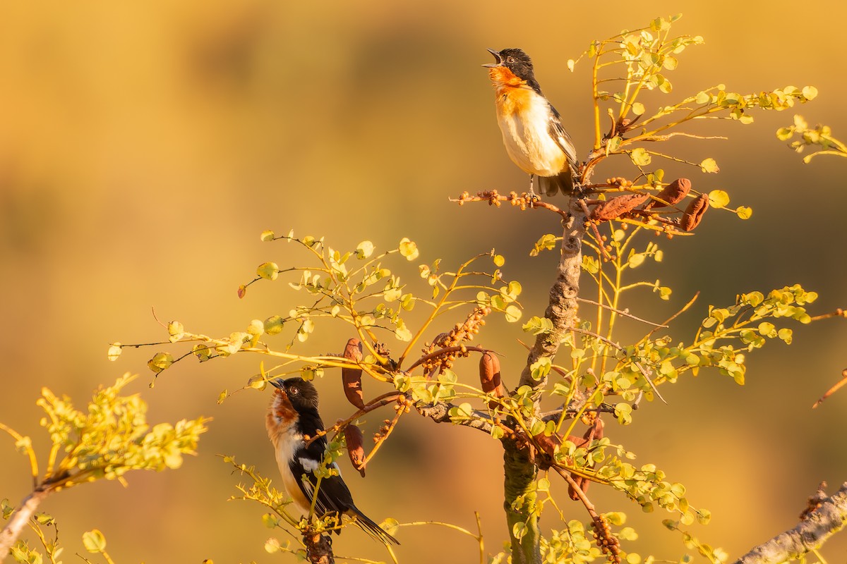 White-rumped Tanager - ML638482260