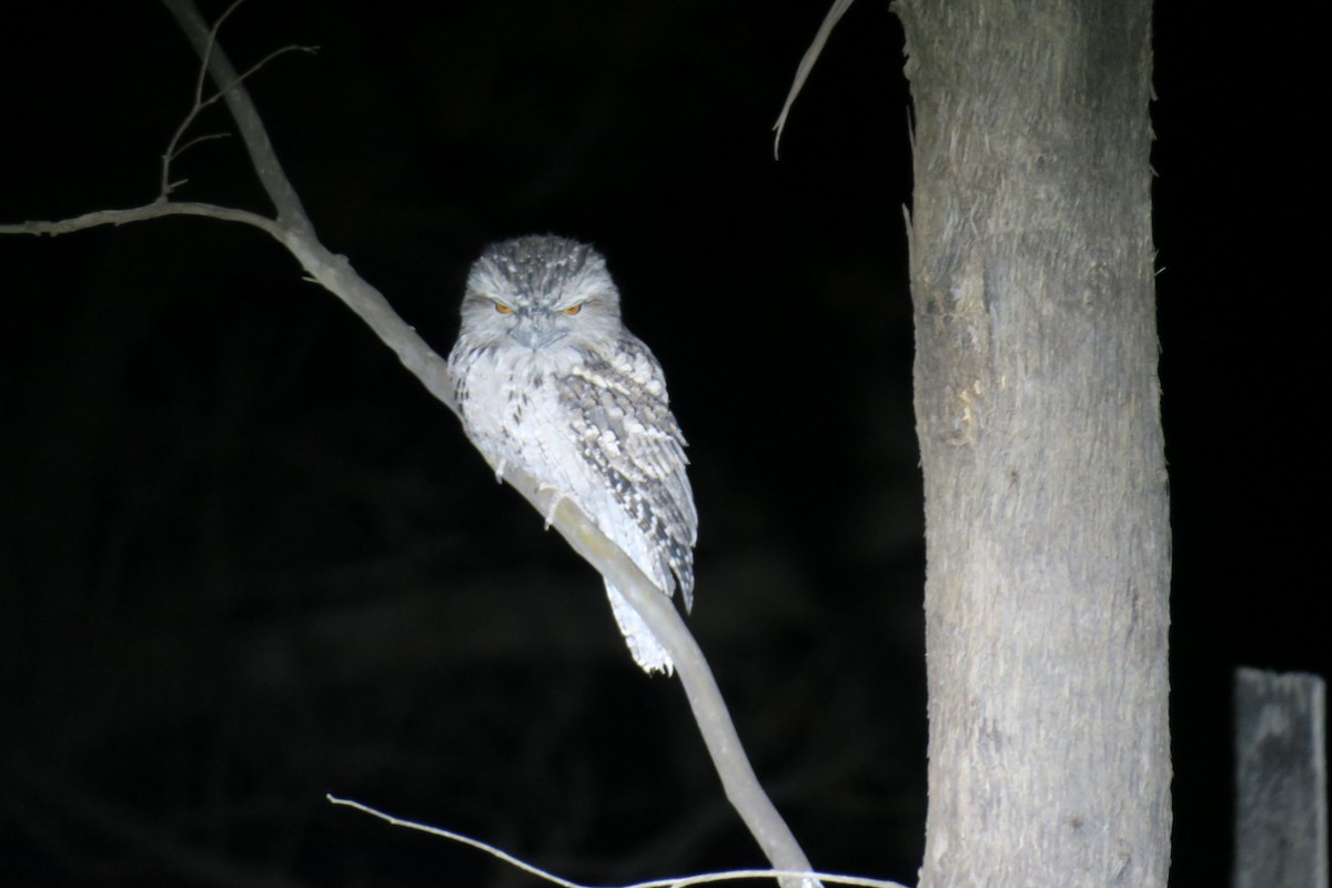 Tawny Frogmouth - ML638482261