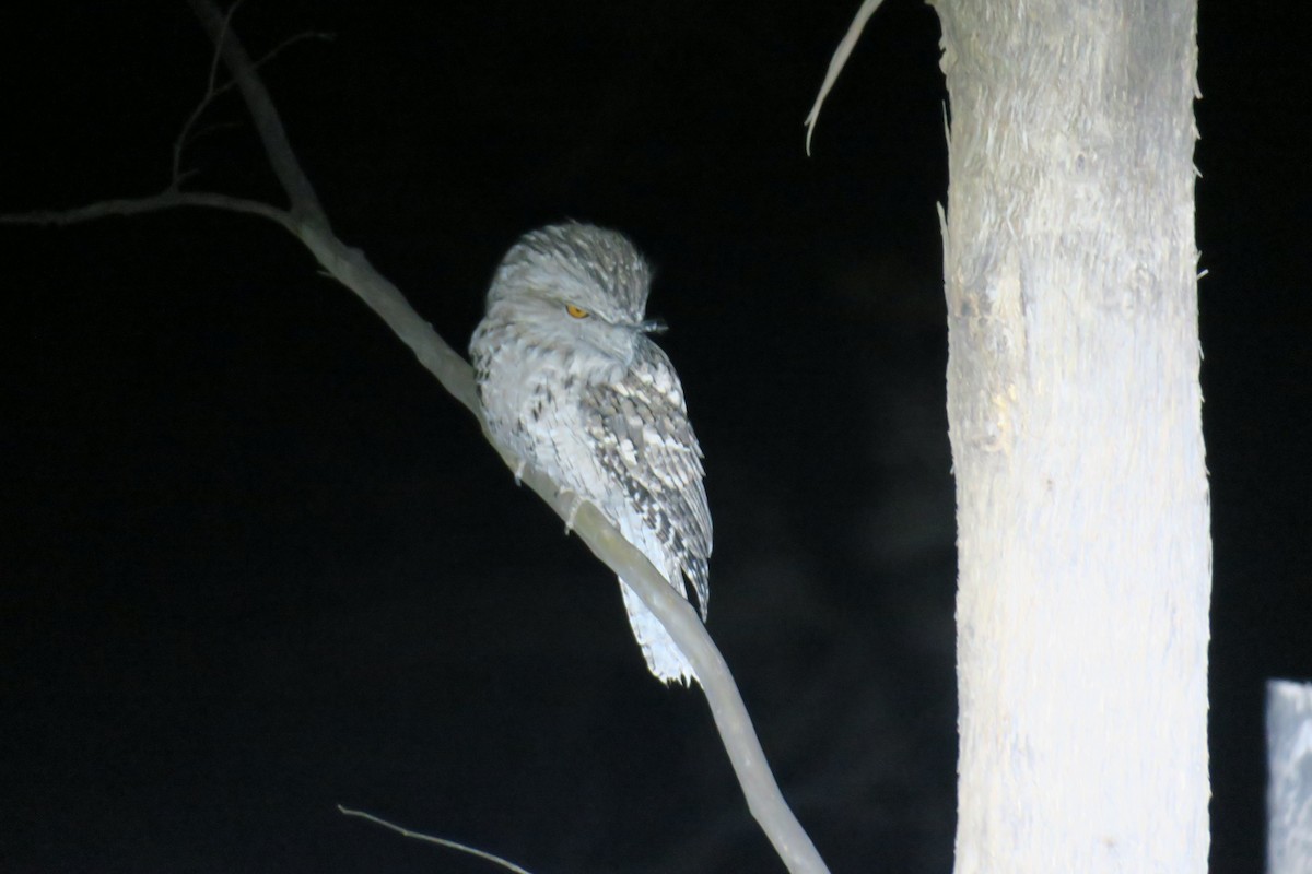 Tawny Frogmouth - ML638482262