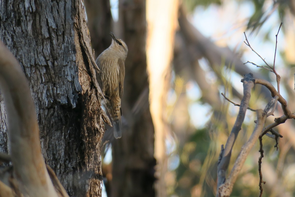 Brown Treecreeper - ML638482287