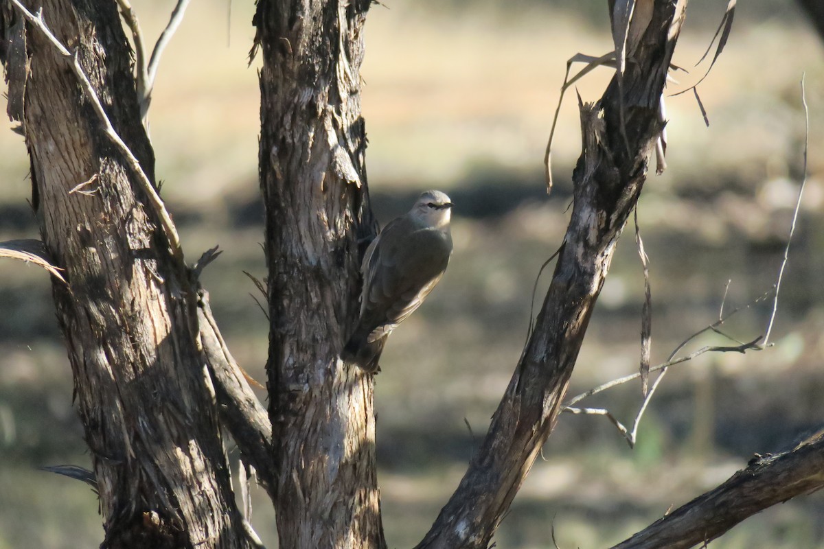 Brown Treecreeper - ML638482288