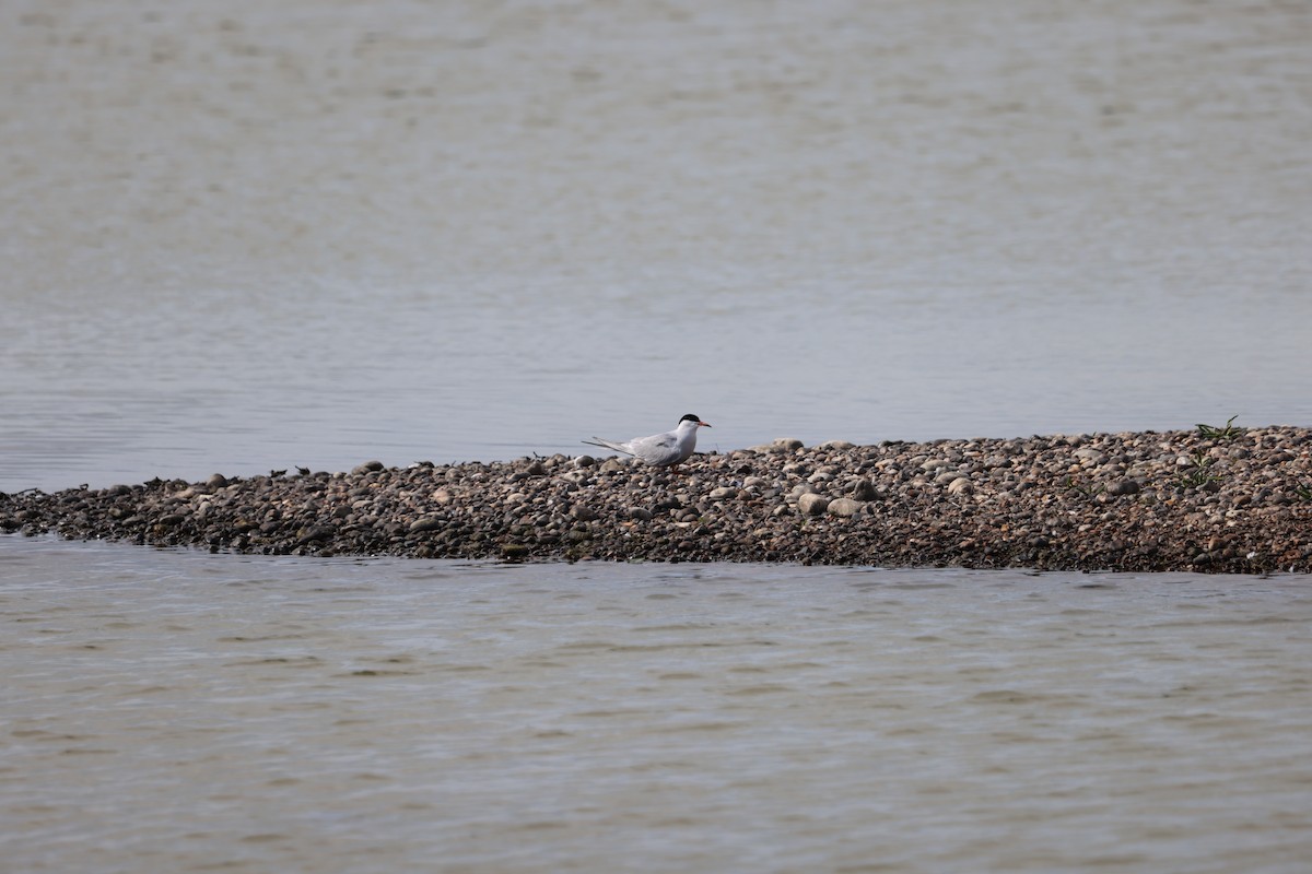 rybák obecný - ML638482293