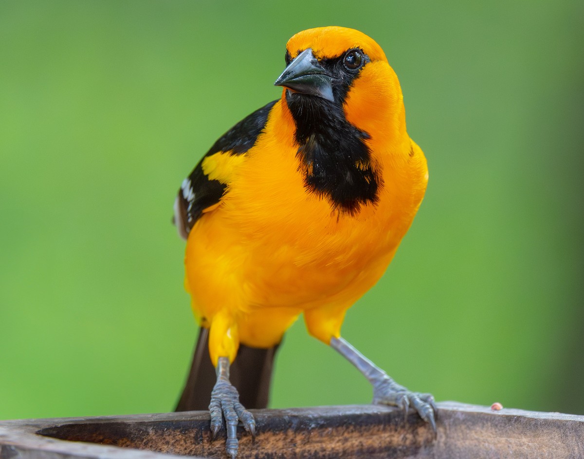 Altamira Oriole - ML638482301