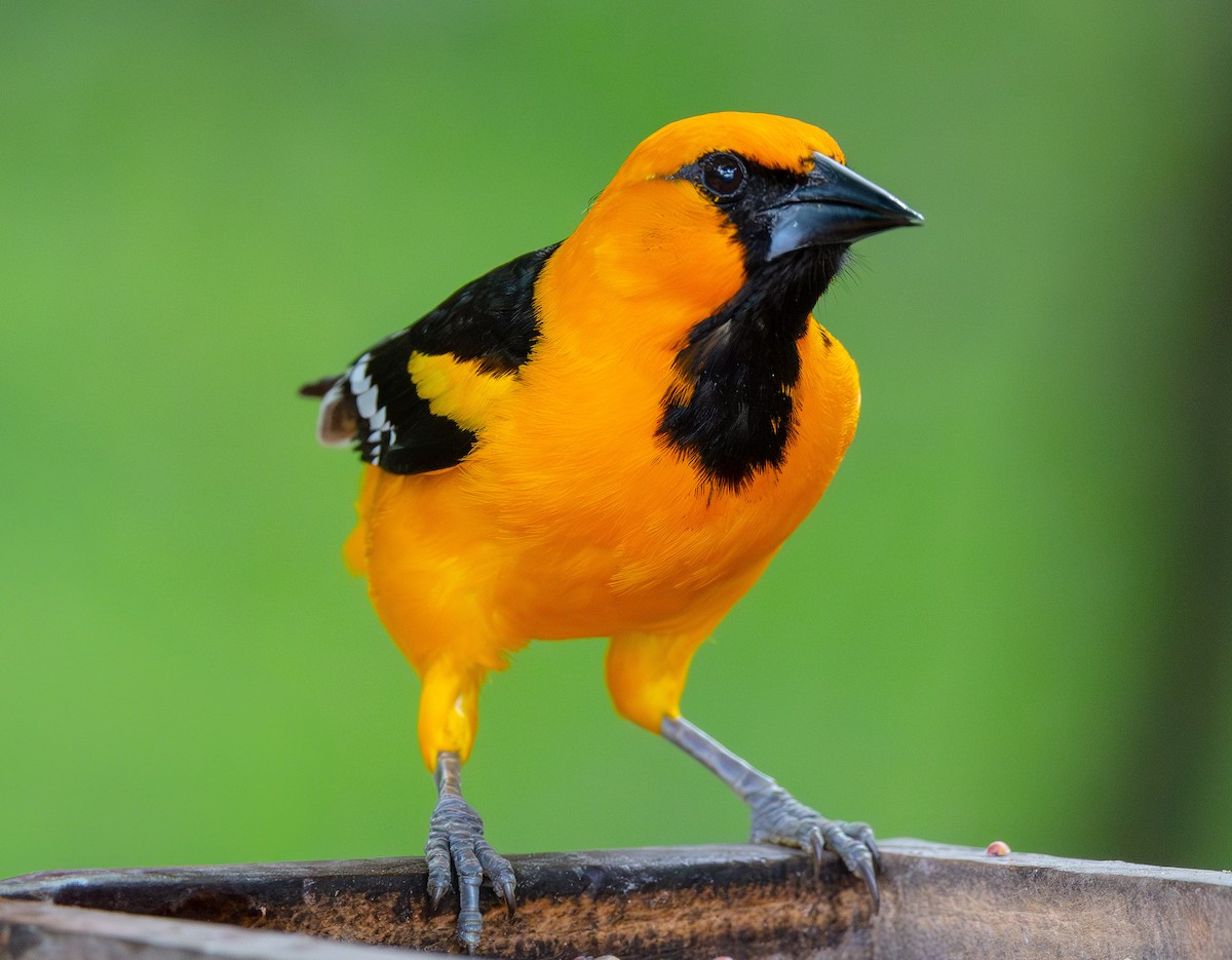 Altamira Oriole - ML638482302