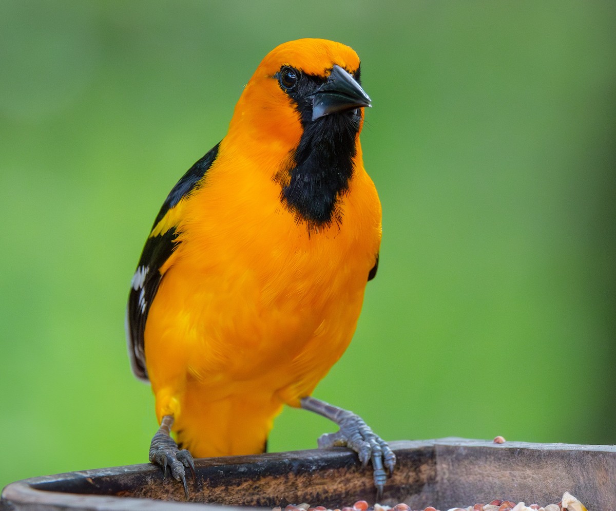 Altamira Oriole - ML638482303