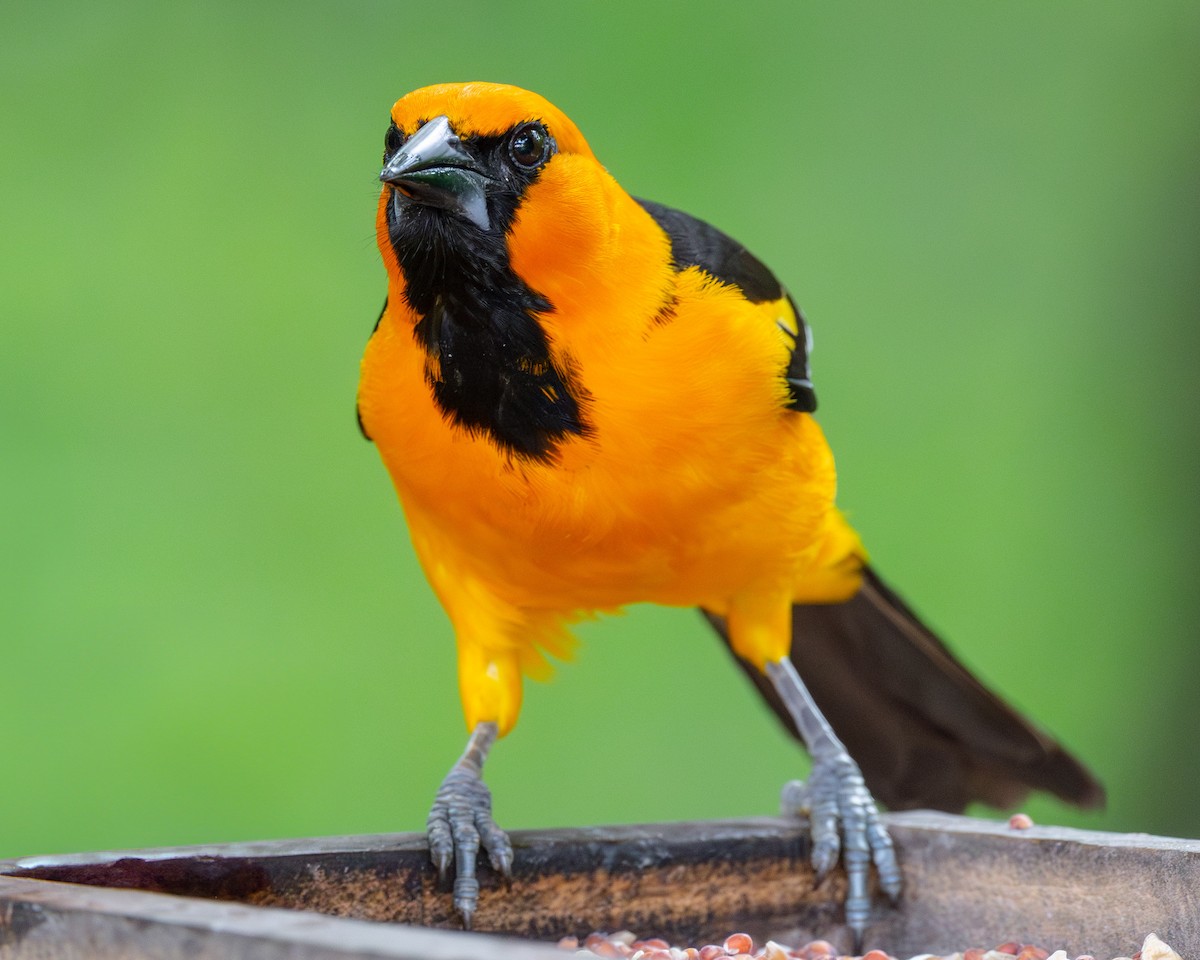 Altamira Oriole - ML638482304